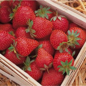 Клубника "СИМФОНИЯ" (6 шт.)