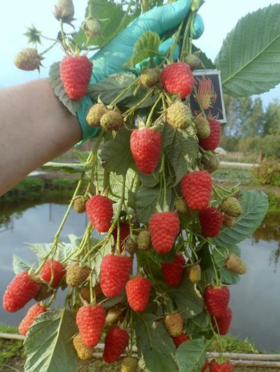 Малина "МАРАВИЛЛА"